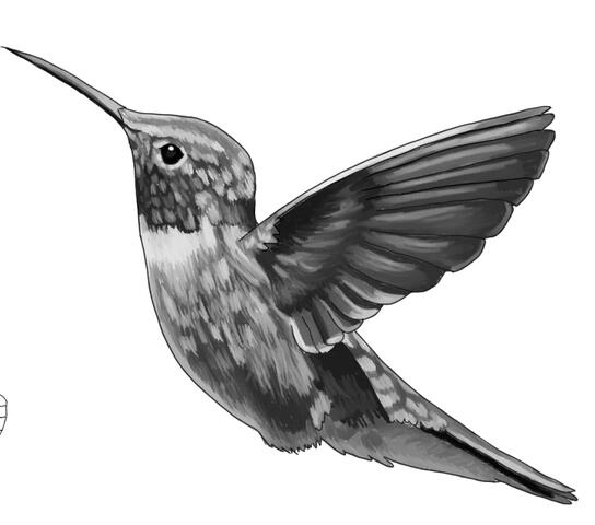 Hummingbird done Digitally