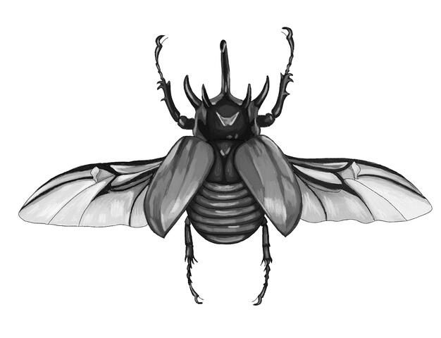 5 Horned Rhino Beetle done Digitally
